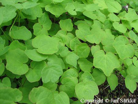 Vancouveria hexandra, varjosiippa